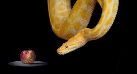 Why Were Adam And Eve Kicked Out Of The Garden Of Eden? an image of a snake (Satan) and an apple with Eve's face on it.